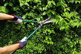Mantención de Jardines